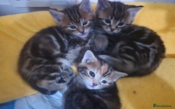 Maine Coon cats for sale: Maine coon x for sale - Advert 6