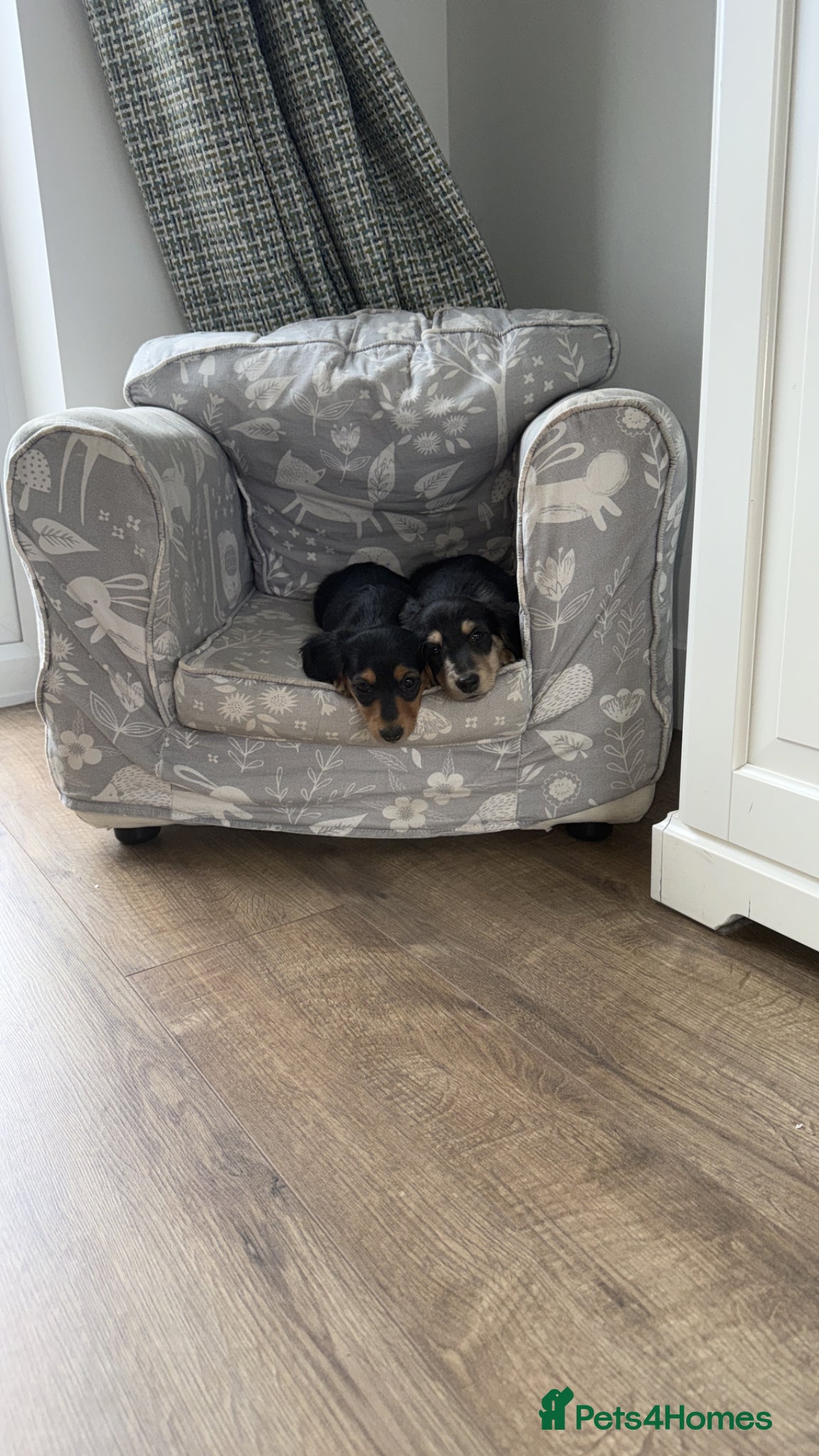 Miniature Dachshund dogs Ready KC Long-Haired Miniature Dachshund puppies  - Advert 6