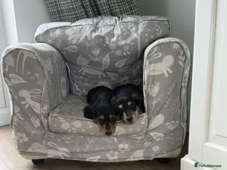 Miniature Dachshund dogs Ready KC Long-Haired Miniature Dachshund puppies - Advert 2