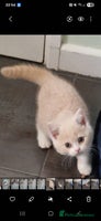 British Shorthair cats ONE BRITISH SHORTHAIR GCCF registered kittens - Advert 1