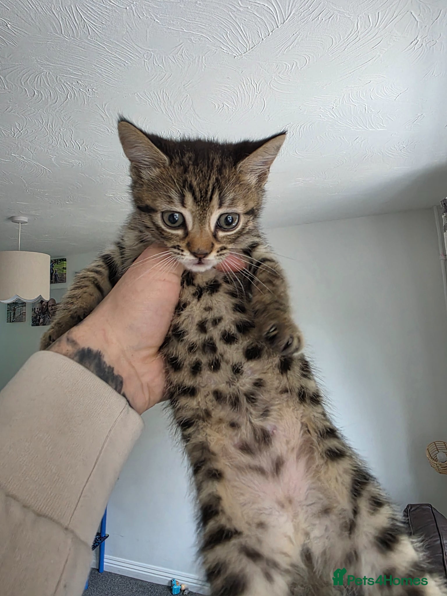 Mixed Breed cats 3 beautiful kittens for sale. - Advert 7