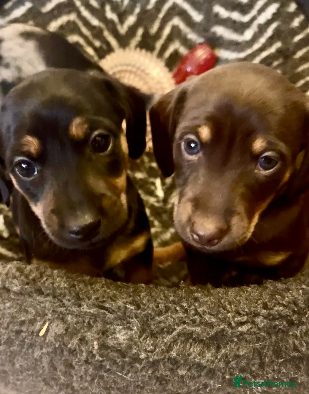 Jackshund dogs for sale: Stunning Homebred Miniature Jackshunds - Advert 2