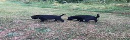 Labrador Retriever dogs for sale: Working Labrador puppies in Moreton-in-Marsh - Advert 4