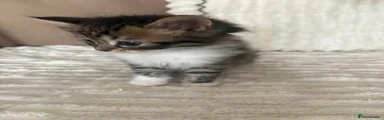 Persian 5