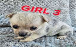Pomchi dogs for sale: Beautiful merle pomchi puppies  - Image 11