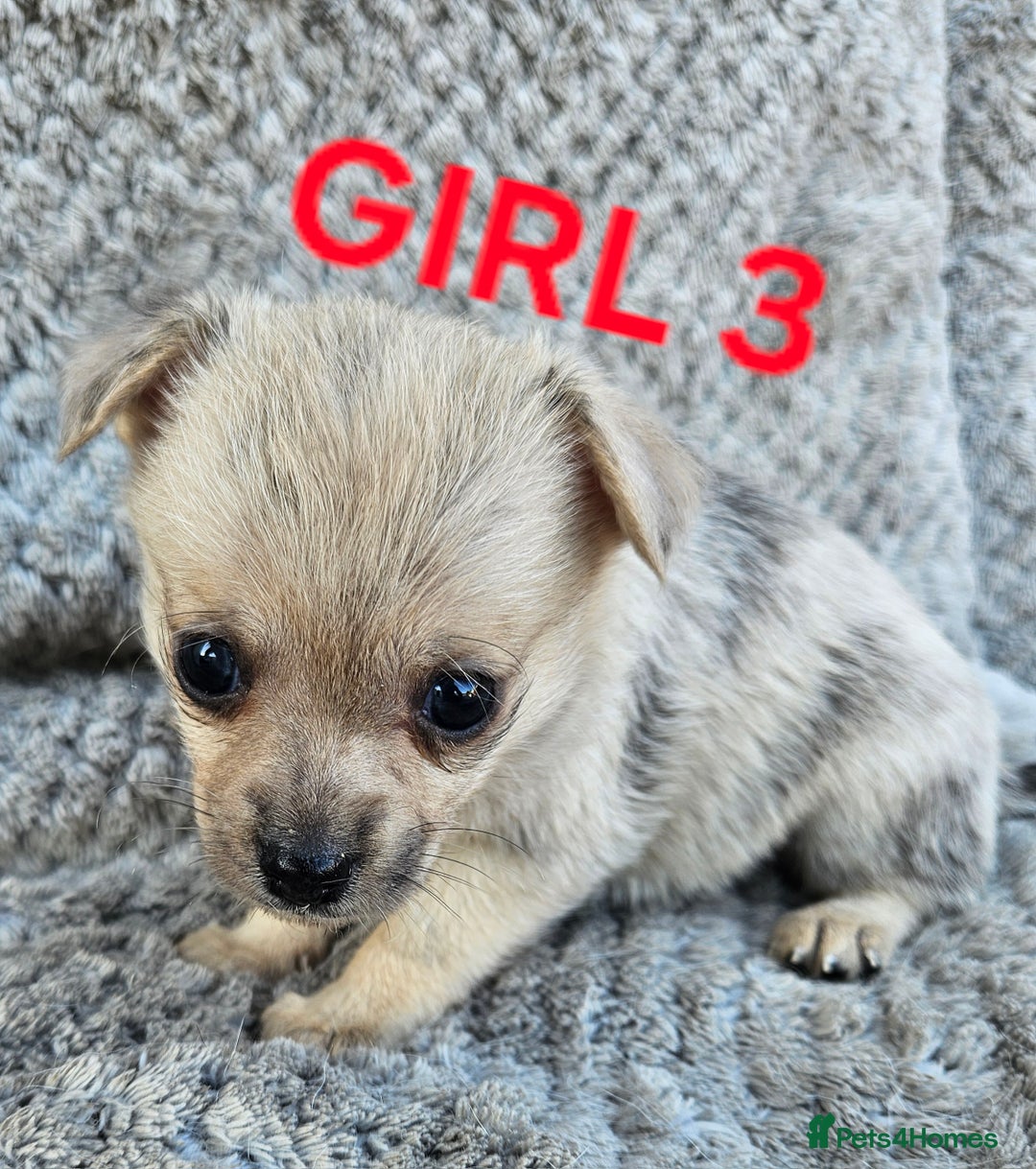Pomchi dogs for sale: Beautiful merle pomchi puppies  - Image 11