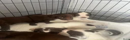 Cocker Spaniel dogs for sale: Cocker spaniel puppies 🐶🩷 - Advert 18