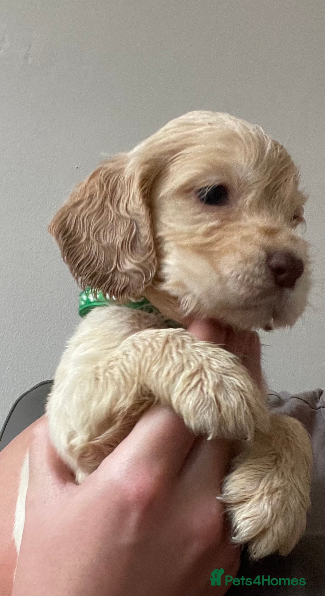 Cocker Spaniel dogs for sale: Cockerspaniel puppys Ready now!!! - Advert 21