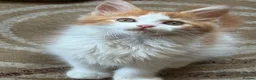 Maine Coon cats for sale: Maine coon kittens - Advert 9
