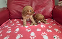 Cavapoo dogs for sale: F1 cavapoos  - Image 12