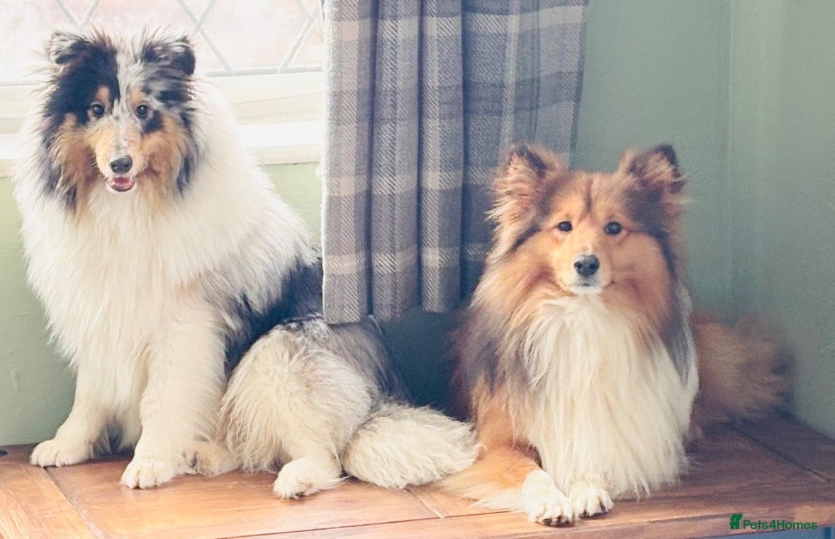 Shetland Sheepdog dogs Two amazing Shetland sheepdogs available for stud  - Advert 1