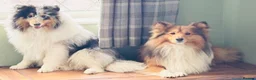 Shetland Sheepdog dogs for stud: Two amazing Shetland sheepdogs available for stud  - Advert 1