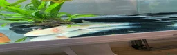 Axolotl reptiles for sale: Male and female axolotls  - Advert 5