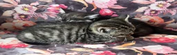 British Shorthair cats for sale: British shorthair kittens  in Birmingham - Advert 10