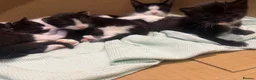 Domestic Shorthair cats for sale: All to go together with mum - Advert 4
