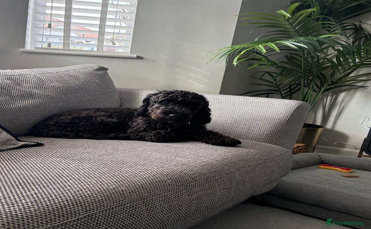 Cockapoo dogs - Advert 1