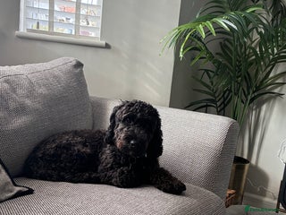 Cockapoo dogs - Advert 1