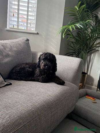 Cockapoo dogs - Advert 1