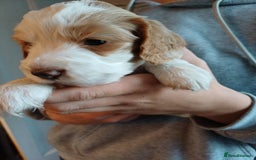 Cockapoo dogs for sale: Gorgeous cockapoo puppies F1B - Image 12