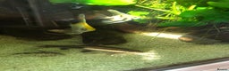 Other/Mixed Breed fish for sale: Flying fox - Advert 4