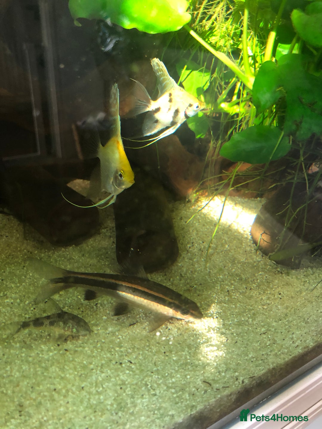 Other/Mixed Breed fish for sale: Flying fox - Advert 4