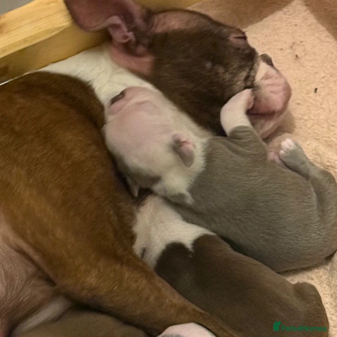 Boston Terrier dogs for sale: KC registered Boston Terrier ready now  - Advert 1