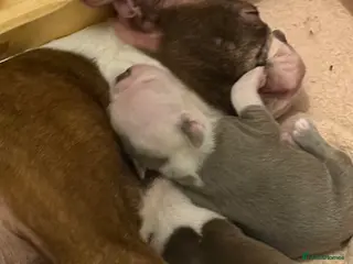 Boston Terrier dogs KC registered Boston Terrier ready now - Advert 1