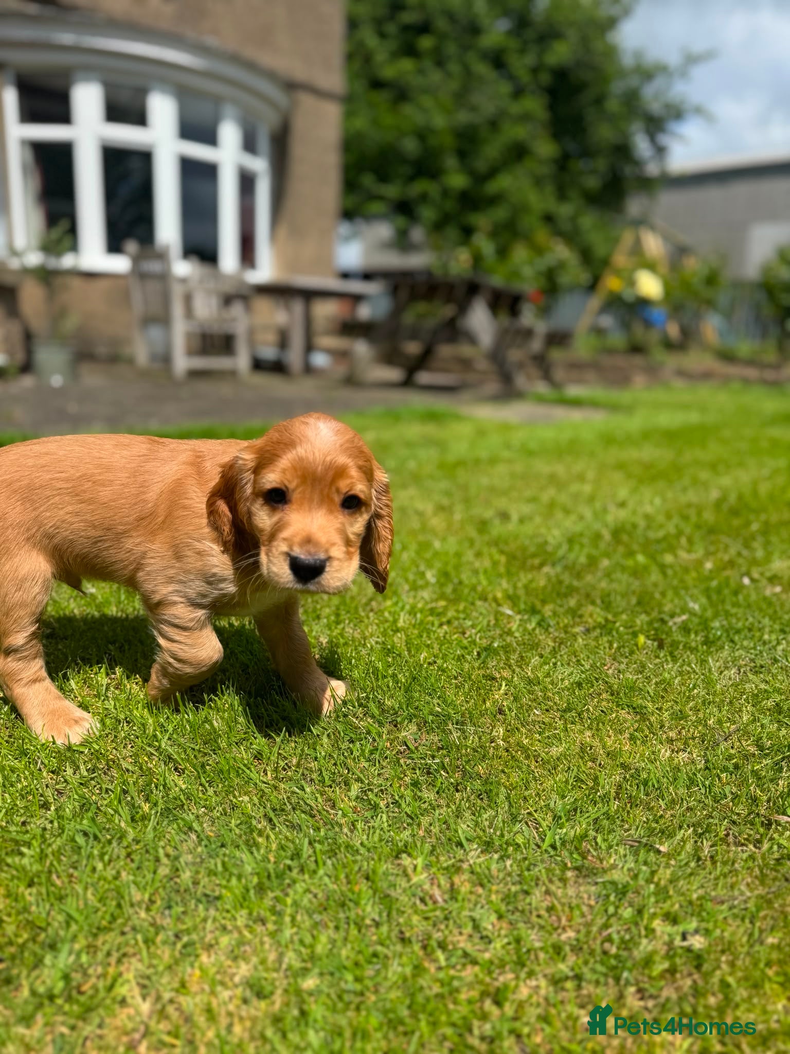 Cocker Spaniel dogs Gorgeous Working Cocker Spaniels - Advert 2