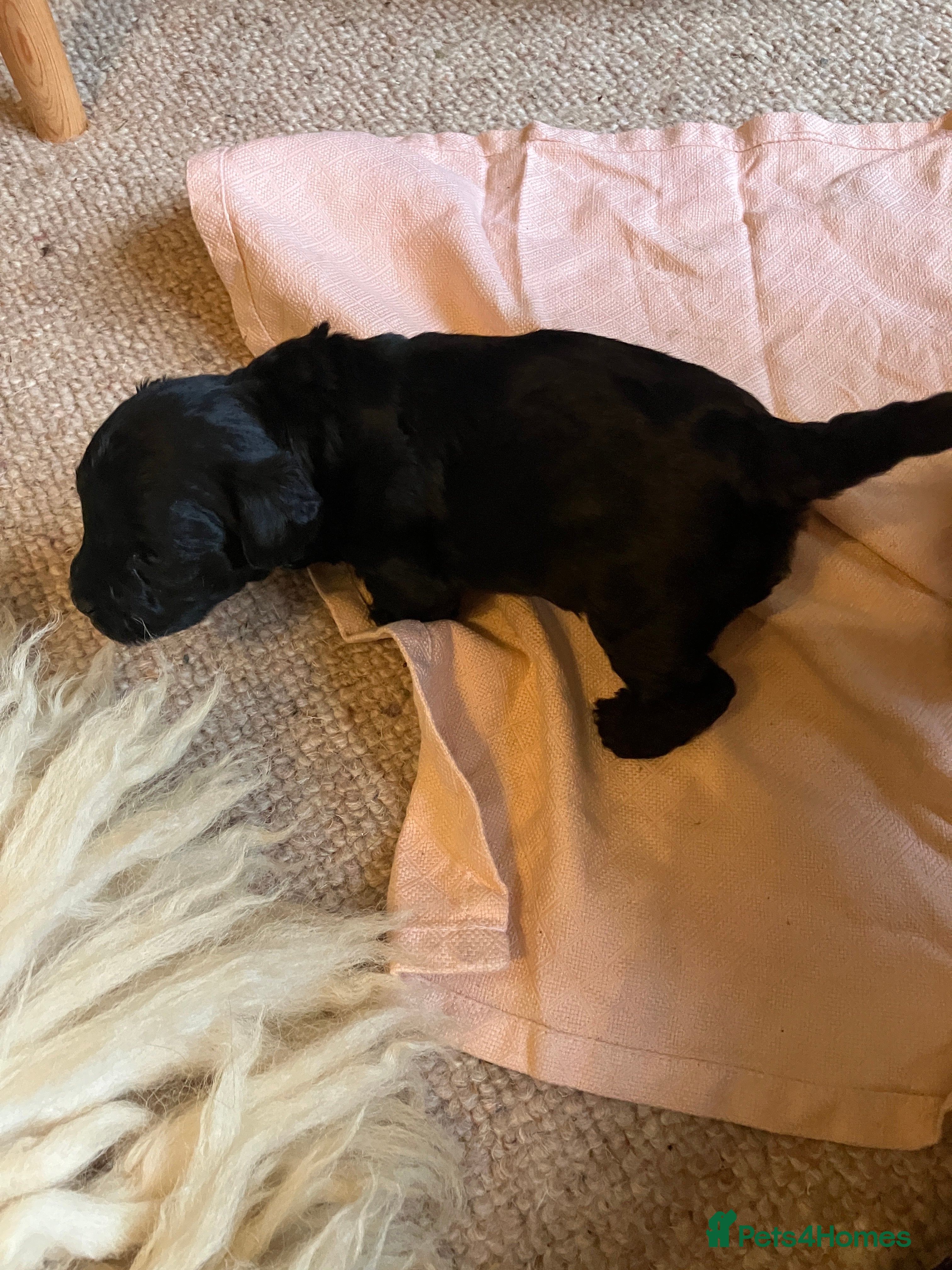 Mixed Breed dogs Jack Russel poodle cross (jackapoo) - male pup - Advert 5