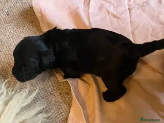 Mixed Breed dogs Jack Russel poodle cross (jackapoo) - male pup - Advert 5