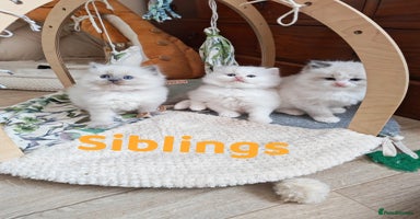 Ragdoll cats GCCF REGISTER KITTENS  - Advert 1