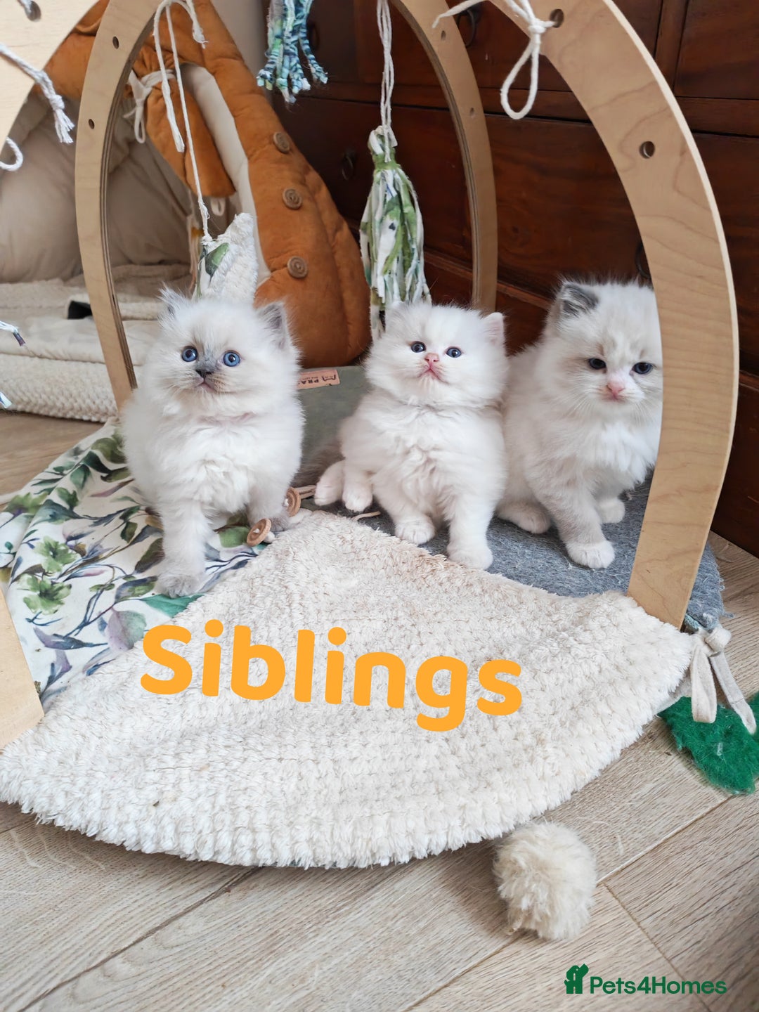Ragdoll cats for sale: GCCF REGISTER KITTENS  - Advert 28