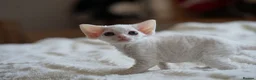 Devon Rex cats for sale: ❤️ Pure Line Devon Rex Kittens Available ❤️ - Advert 38