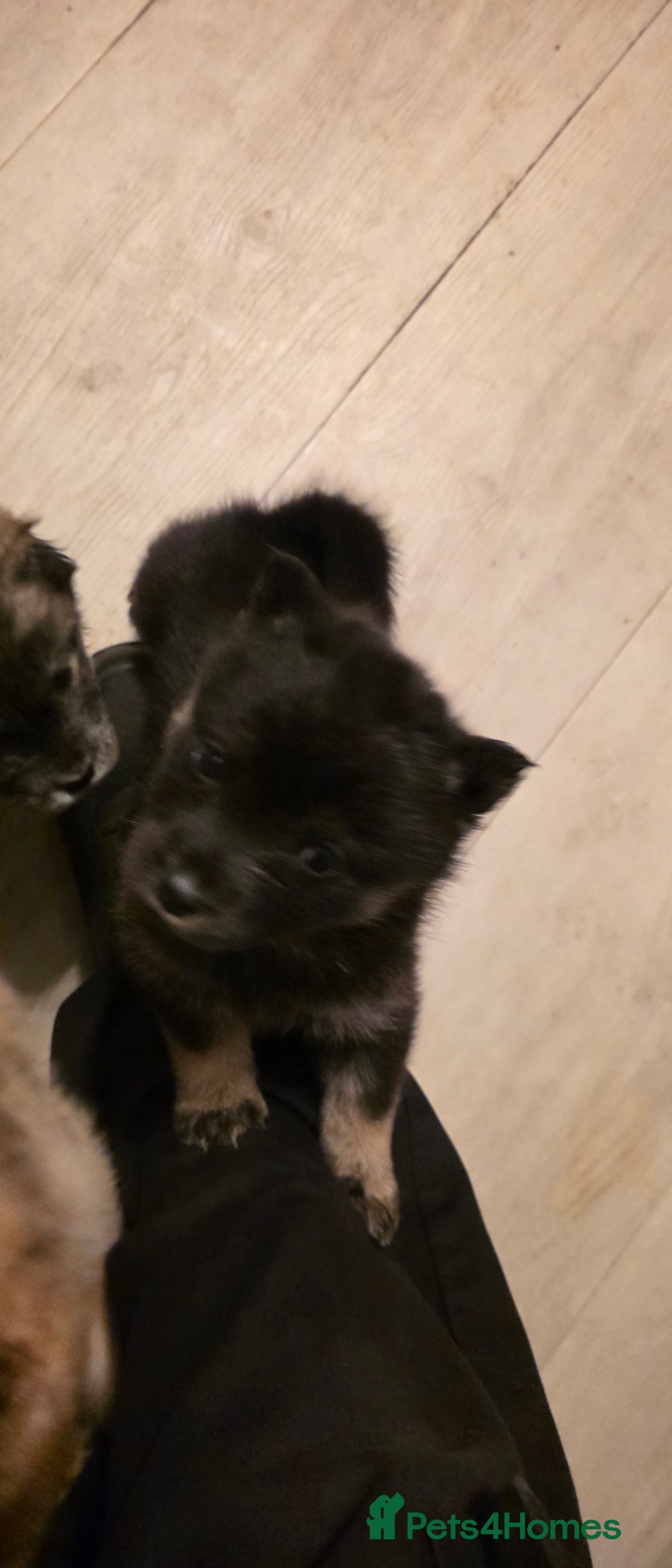 Mixed Breed dogs for sale: Adorable Merle Chowski's for sale  - Advert 17