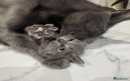 British Shorthair cats for sale: Blue British short haired kittens - Image 6
