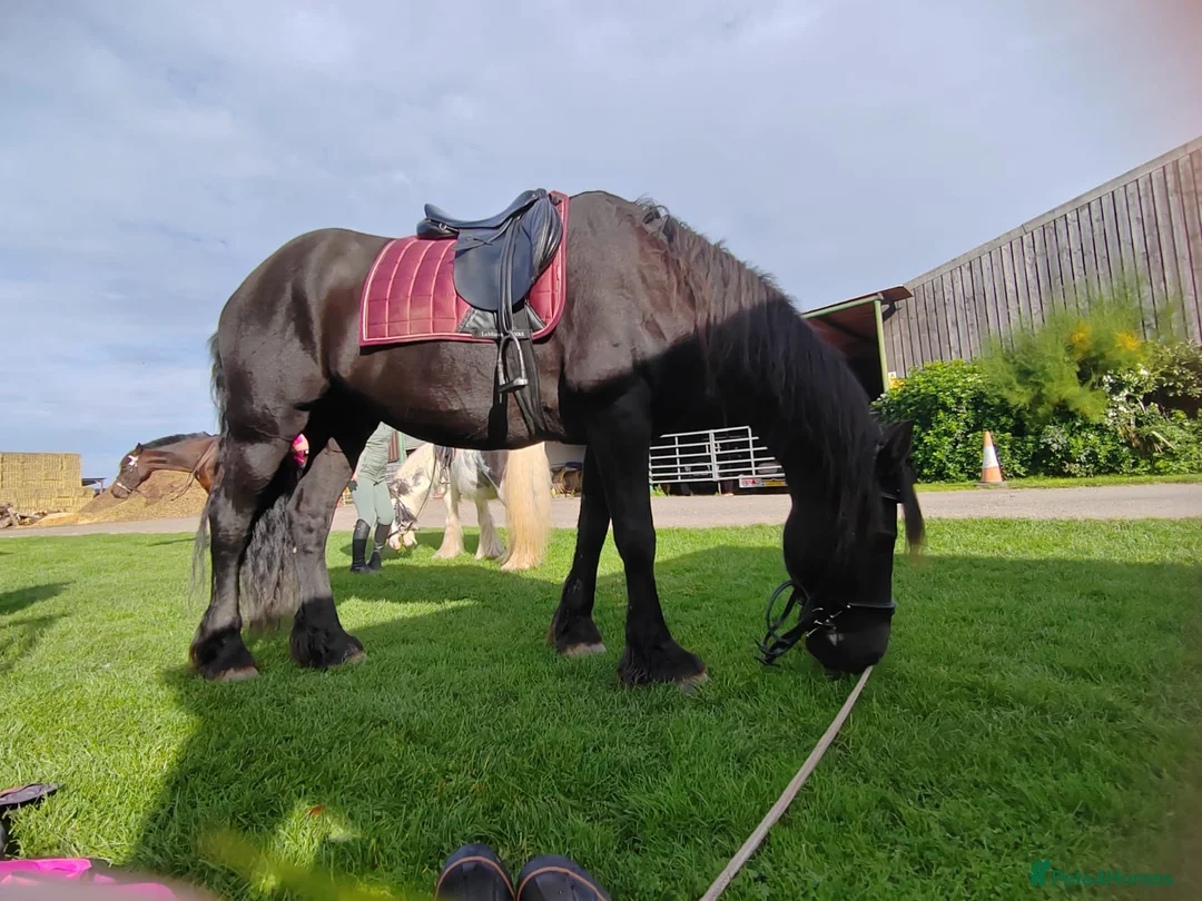 Friesian horses for sale: Friesian gelding 16.1h kfps registered 17 years  - Advert 3