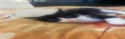 Mixed Breed cats for sale: Kittens  in Northampton - Advert 7