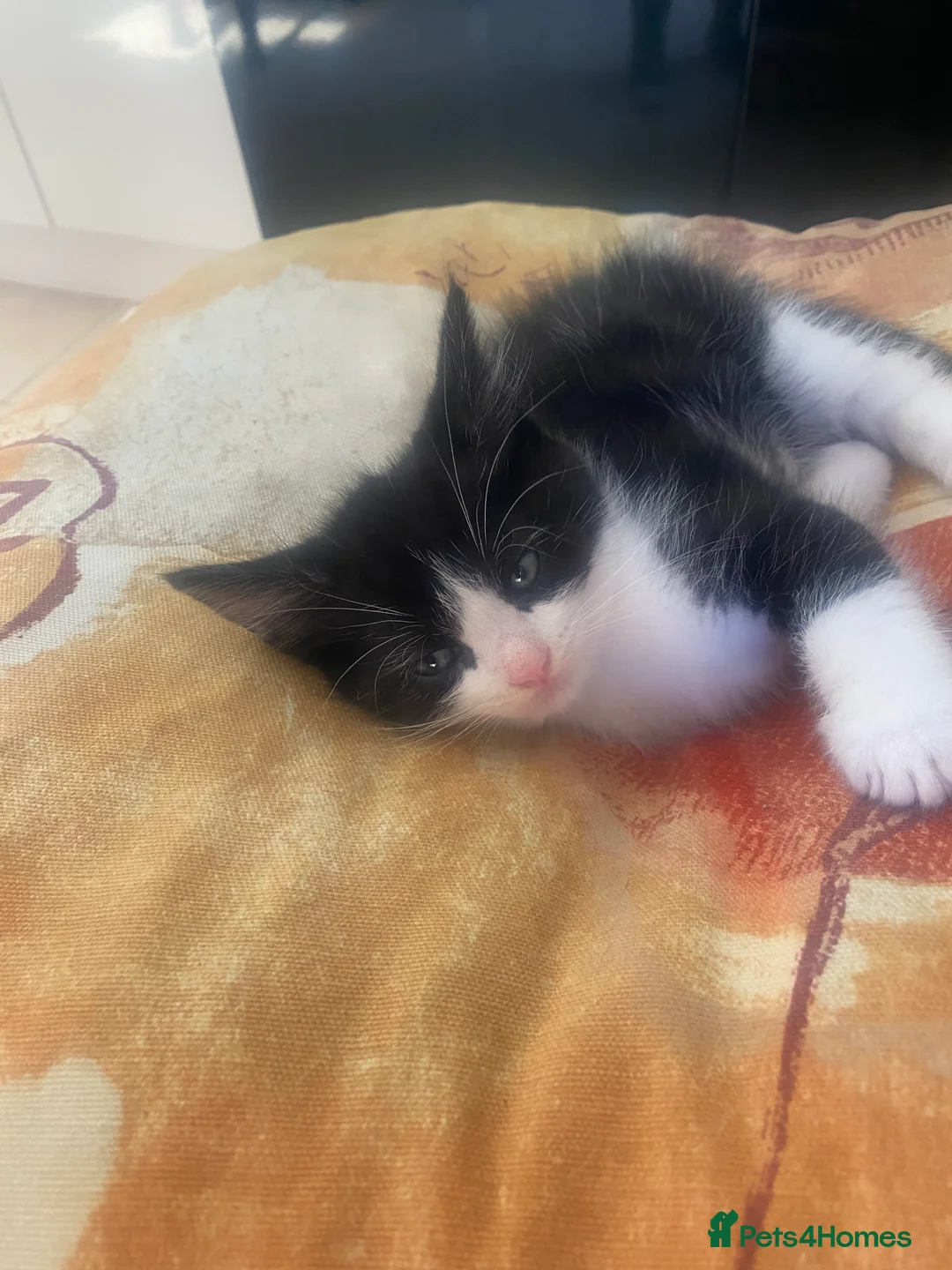 Mixed Breed cats for sale: Kittens  in Northampton - Advert 7