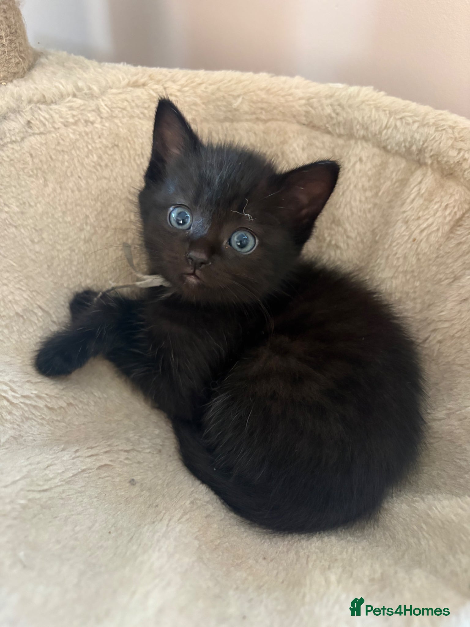 Ragdoll cats Beautiful rare Ragdoll x Bengal kittens 🐱  - Advert 13