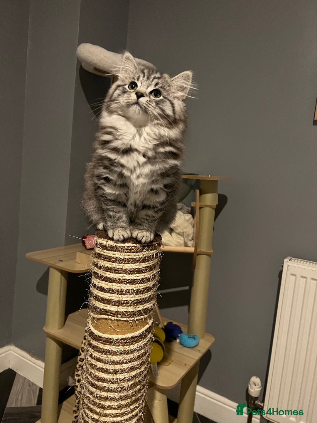 British Shorthair cats for sale: Kittens bsh blh - Advert 1