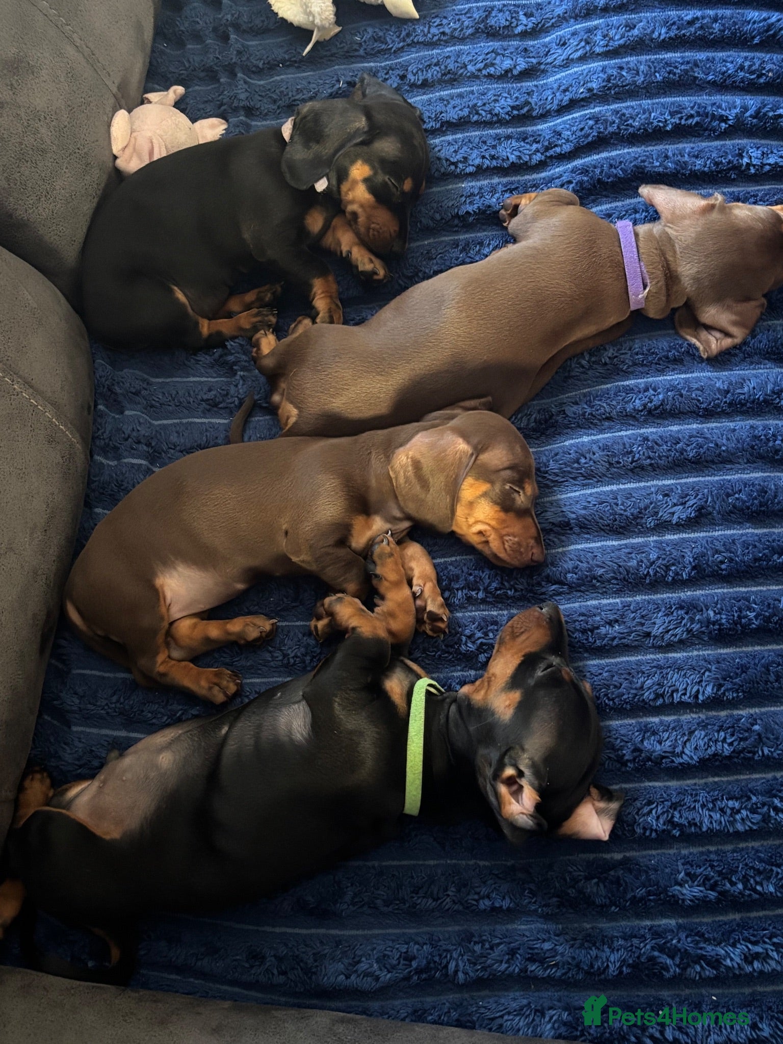 Miniature Dachshund dogs 3 Mini Daxi Puppies ready to leave - Advert 1