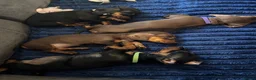 Miniature Dachshund dogs for sale: 3 Mini Daxi Puppies ready to leave - Advert 1