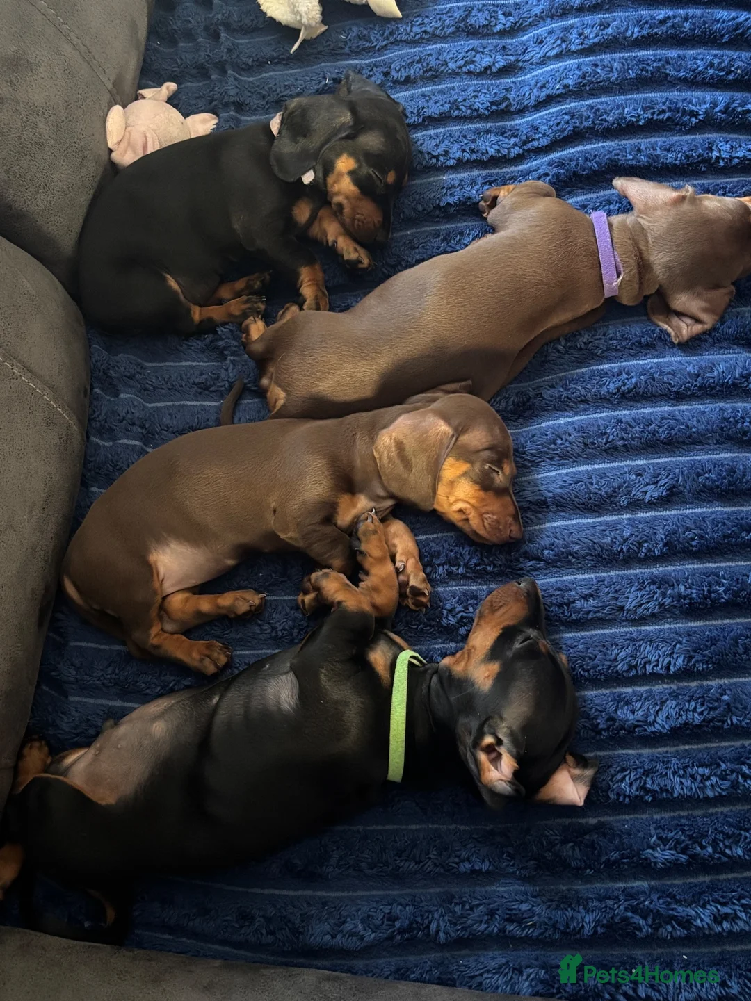 Miniature Dachshund dogs for sale: 3 Mini Daxi Puppies ready to leave - Advert 1