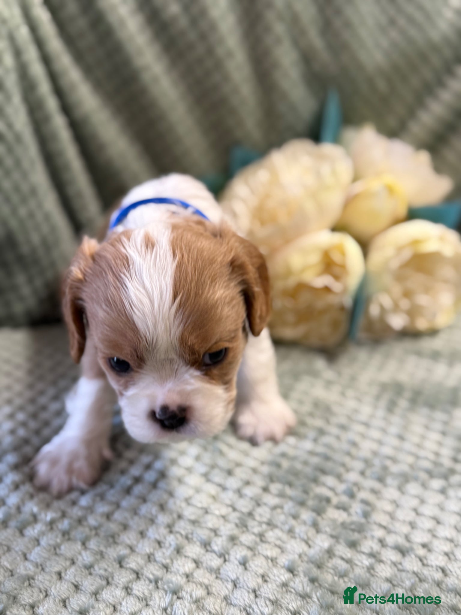 Cavalier King Charles Spaniel dogs Cavalier King Charles  - Advert 1