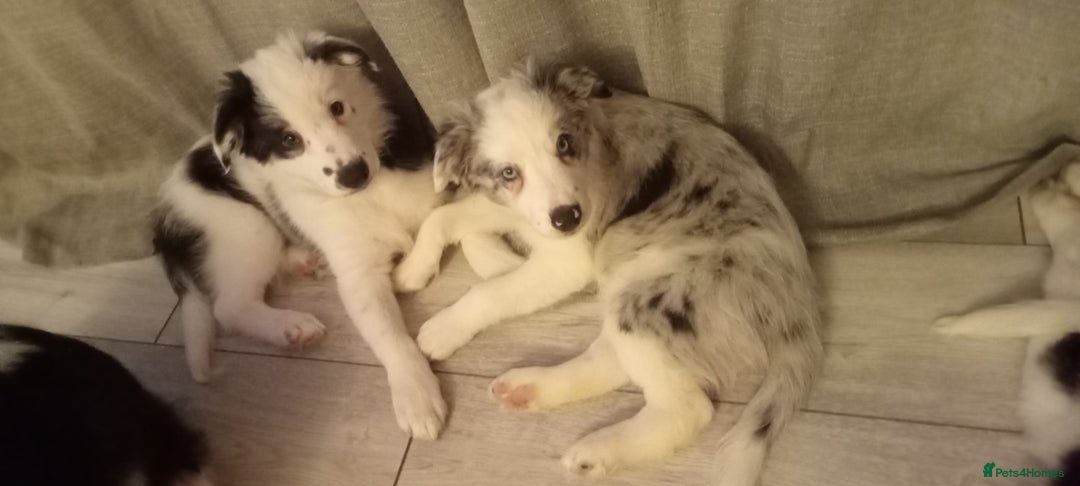 Border Collie dogs for sale: 1 x X male border collie pup left for sale - Advert 19