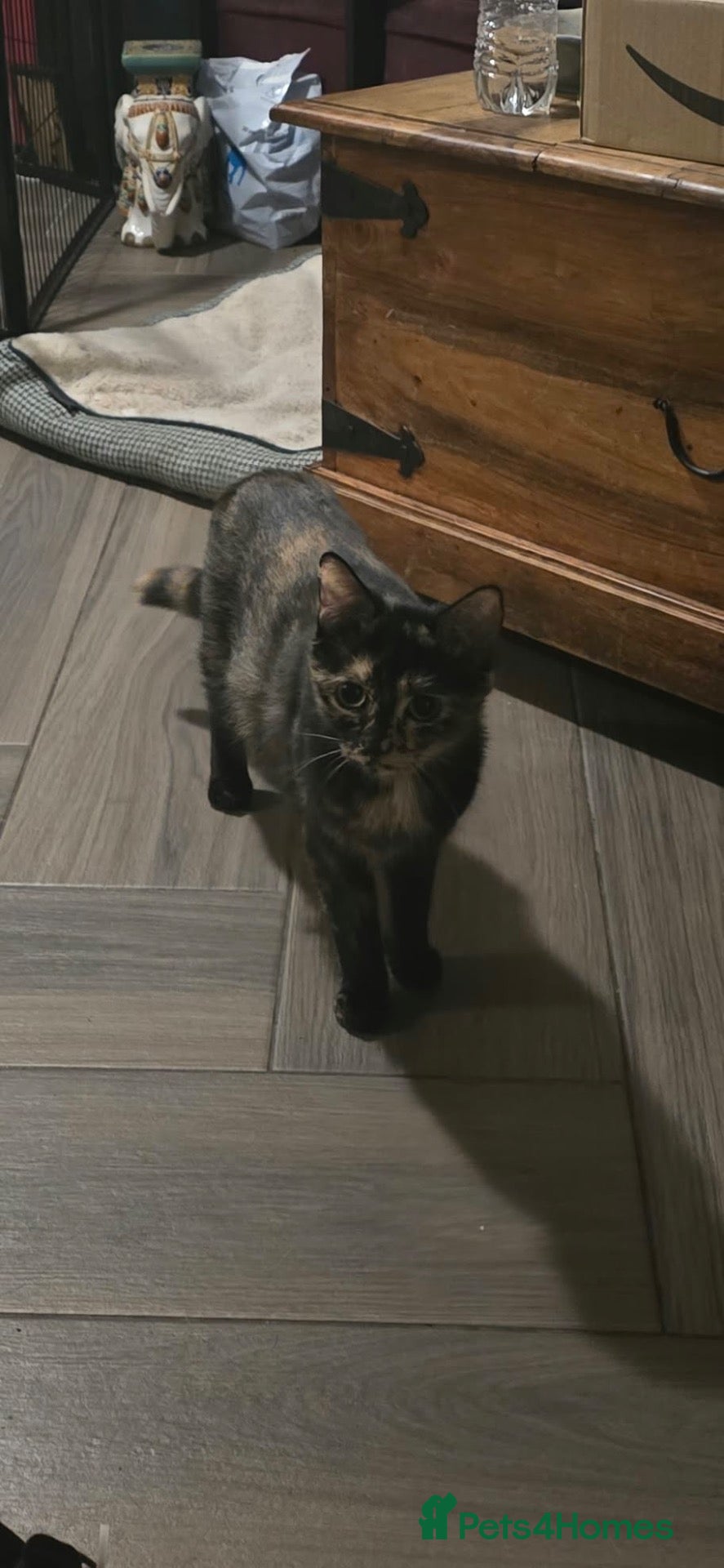 Mixed Breed cats Domestic x British short hair kitten - Advert 1