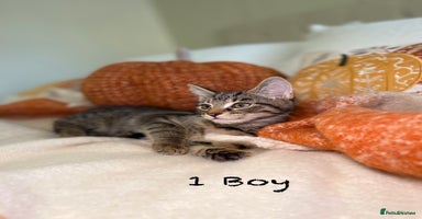 Mixed Breed cats - Advert 7