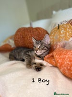 Mixed Breed cats - Advert 7