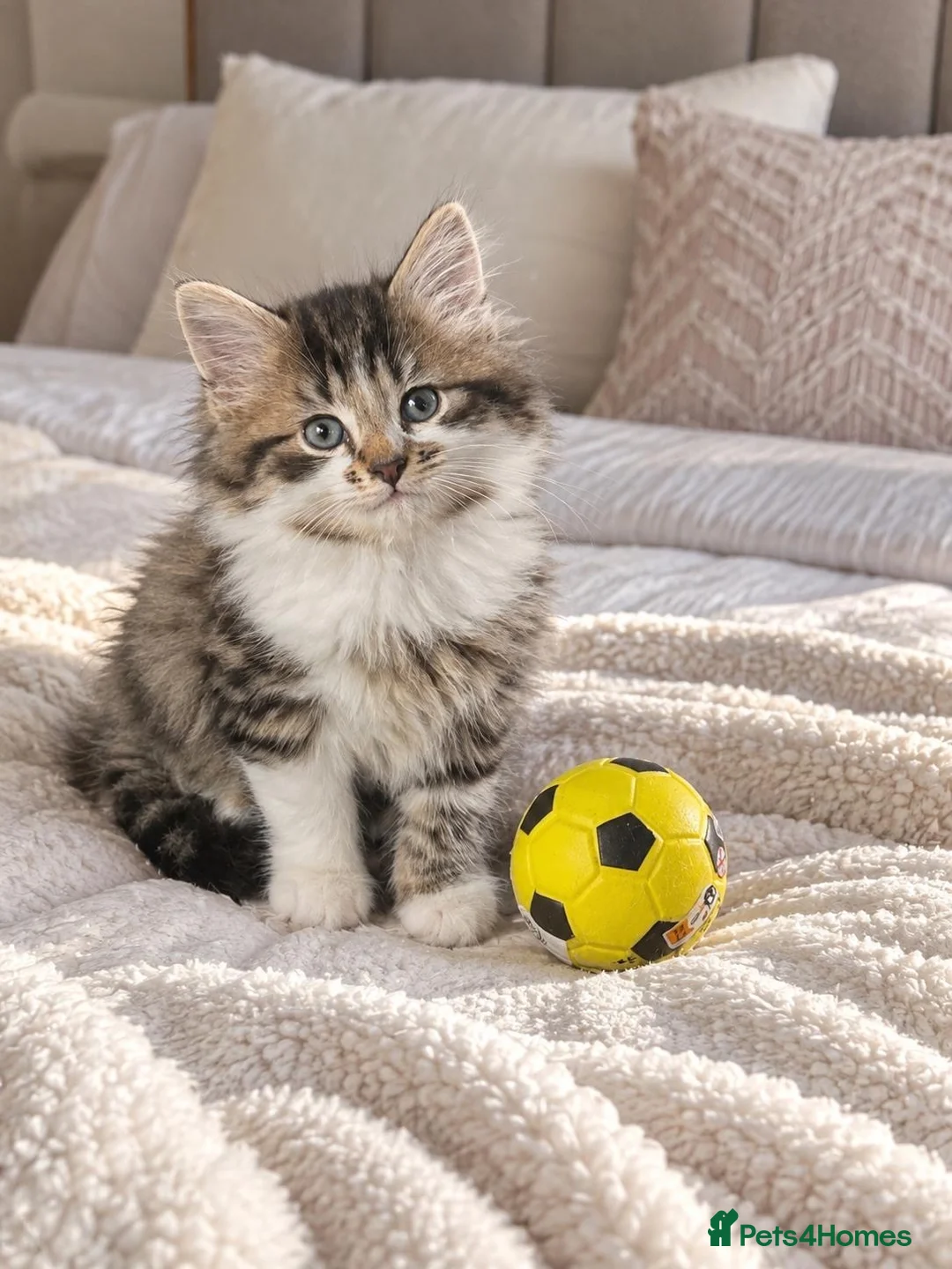 Persian cats for sale: Playful Persian kittens - Advert 2