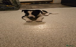 Border Collie dogs for sale: 7 month border collie for sale - Image 4